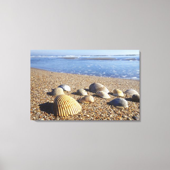 USA, Florida, Coastal Sea Shells Canvas Print (Front)