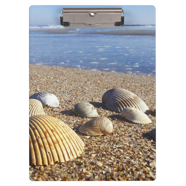 USA, Florida, Coastal Sea Shells Clipboard (Front)