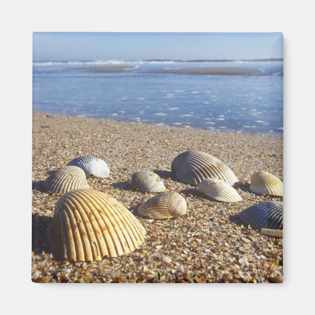 USA, Florida, Coastal Sea Shells Magnet (Front)