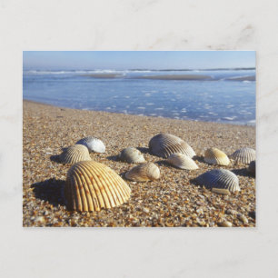 USA, Florida, Coastal Sea Shells Postcard