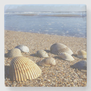 USA, Florida, Coastal Sea Shells Stone Coaster