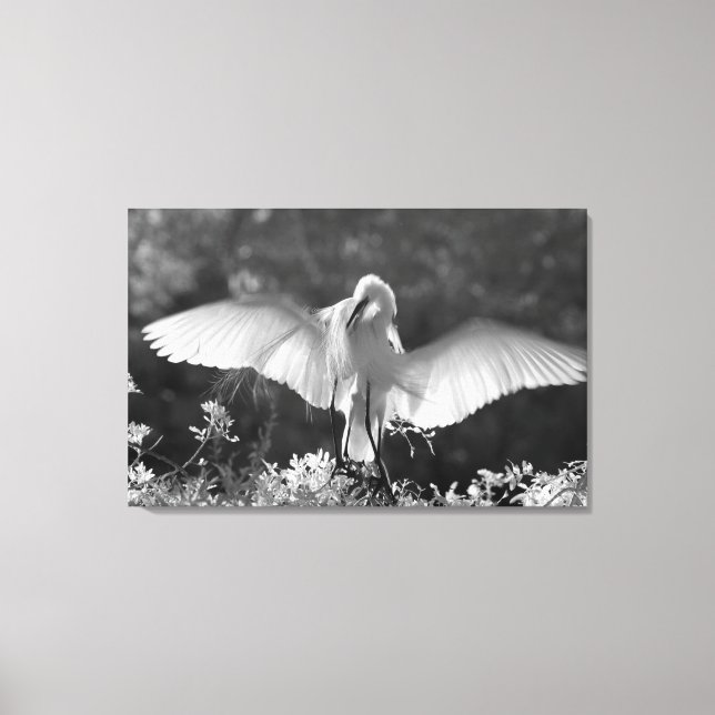 USA, Florida, Great Egret (Ardea alba) infrared 2 Canvas Print (Front)