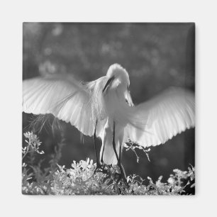 USA, Florida, Great Egret (Ardea alba) infrared 2 Magnet