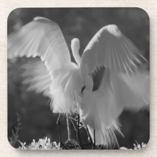 USA, Florida, Great Egret (Ardea alba) infrared 3 Coaster