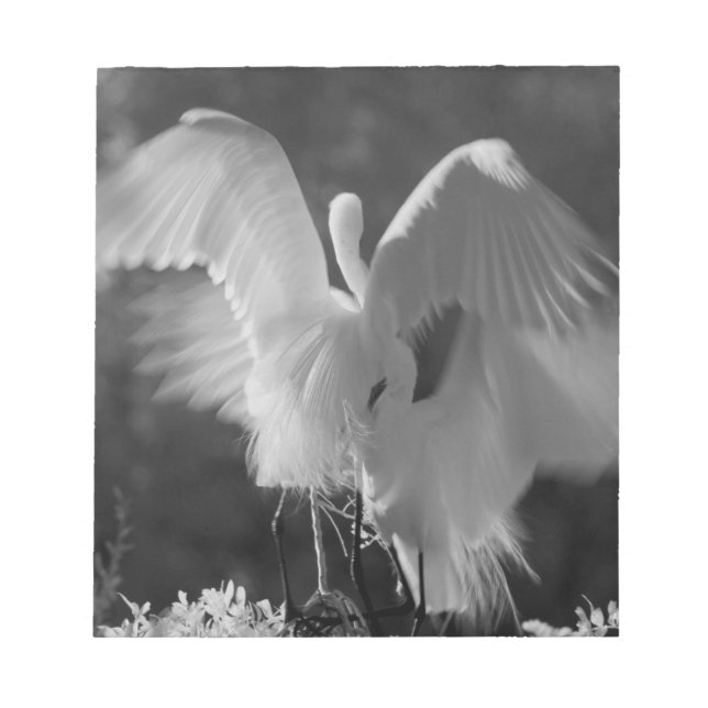 USA, Florida, Great Egret (Ardea alba) infrared 3 Notepad (Front)
