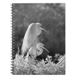 USA, Florida, Great Egret (Ardea alba) infrared Notebook