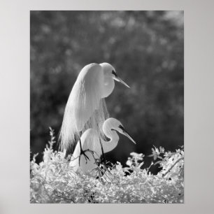 USA, Florida, Great Egret (Ardea alba) infrared Poster