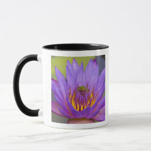 USA, Florida, Lake Kissimmee. Green leaf frog Mug