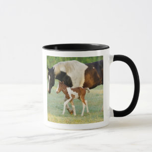 USA, Florida, Newborn Paint filly Mug