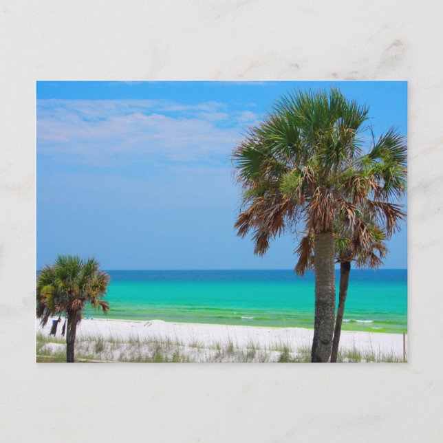 USA, Florida. Palm Trees On Emerald Coast Postcard (Front)