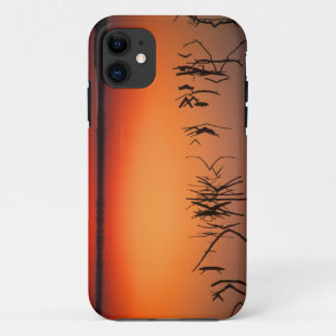 USA, Florida. Silhouettes of dead tree branches iPhone 11 Case