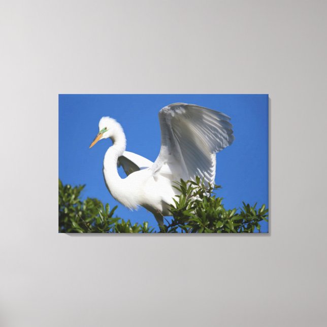 USA, Florida, St. Augustine, Egret Canvas Print (Front)