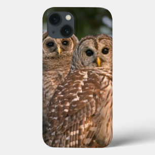 USA, Florida, Viera Wetlands. Three barred iPhone 13 Case
