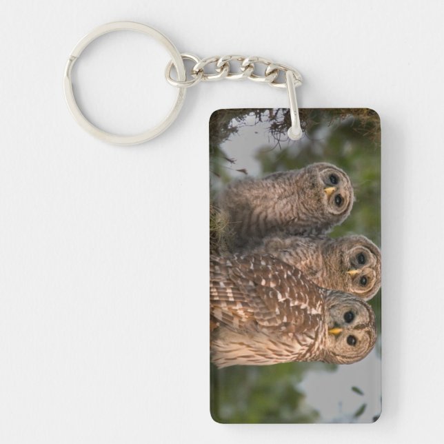 USA, Florida, Viera Wetlands. Three barred Key Ring (Front)