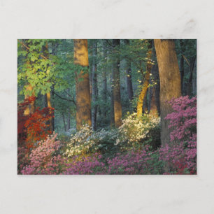 USA, Georgia, Callaway Gardens, Azalea forest. Postcard