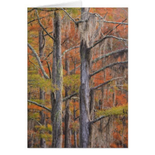 USA, Georgia, George Smith State Park, Cypress