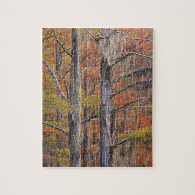 USA, Georgia, George Smith State Park, Cypress Jigsaw Puzzle (Vertical)