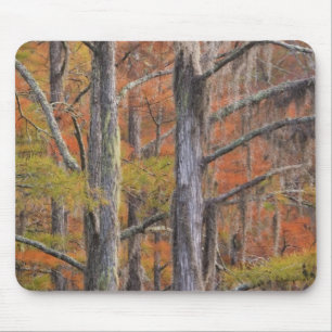 USA, Georgia, George Smith State Park, Cypress Mouse Pad