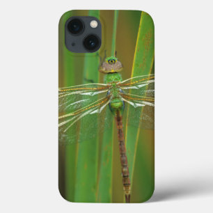 USA, Georgia. Green darner dragonfly on reeds iPhone 13 Case