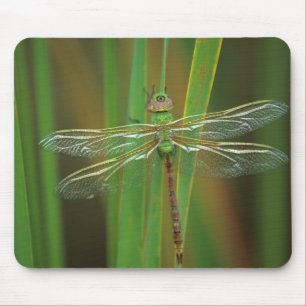 USA, Georgia. Green darner dragonfly on reeds Mouse Pad