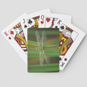 USA, Georgia. Green darner dragonfly on reeds Playing Cards