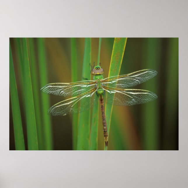 USA, Georgia. Green darner dragonfly on reeds Poster (Front)