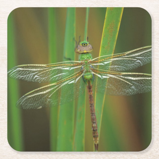 USA, Georgia. Green darner dragonfly on reeds Square Paper Coaster (Front)