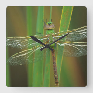 USA, Georgia. Green darner dragonfly on reeds Square Wall Clock