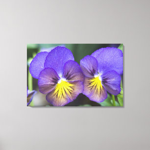 USA, Georgia, Pine Mountain. A closeup of pansy Canvas Print