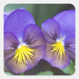 USA, Georgia, Pine Mountain. A closeup of pansy Square Sticker