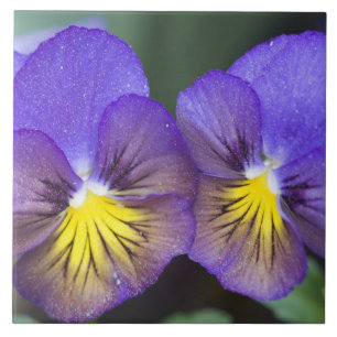 USA, Georgia, Pine Mountain. A closeup of pansy Tile