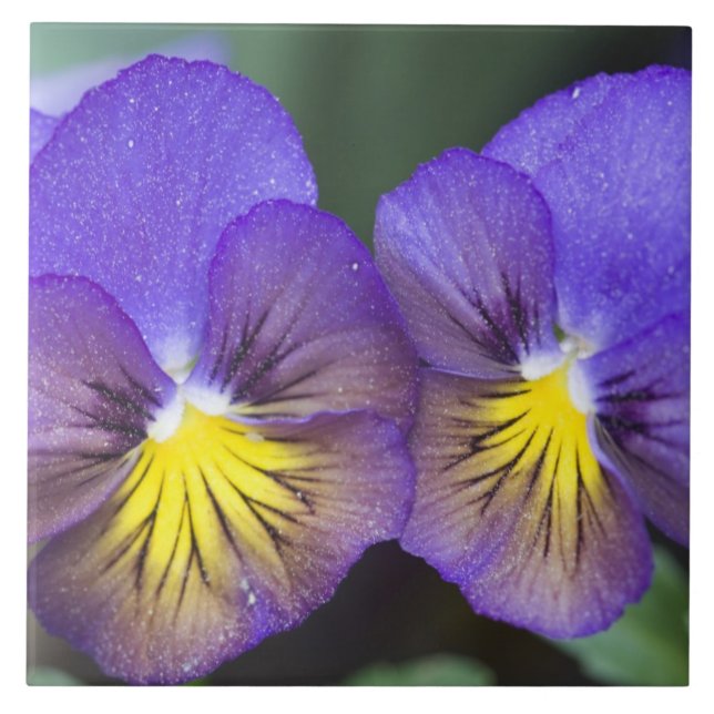 USA, Georgia, Pine Mountain. A closeup of pansy Tile (Front)