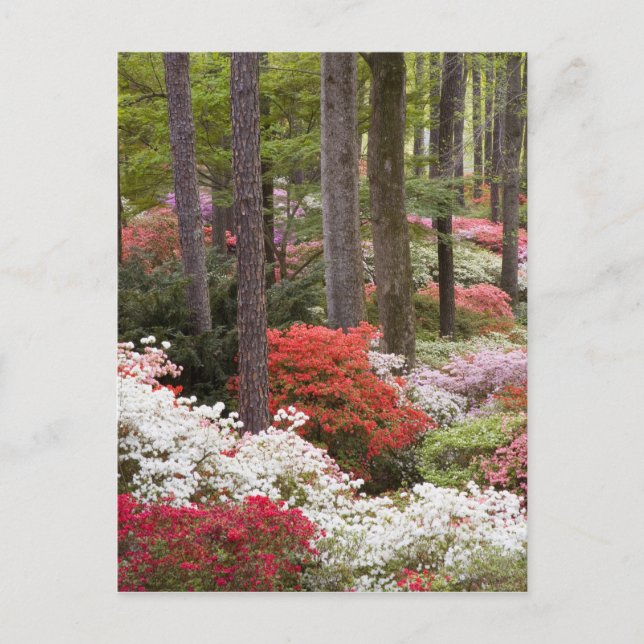 USA, Georgia, Pine Mountain. A forest of Postcard (Front)