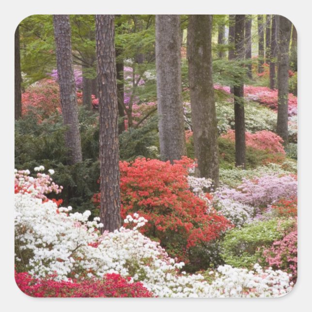USA, Georgia, Pine Mountain. A forest of Square Sticker (Front)