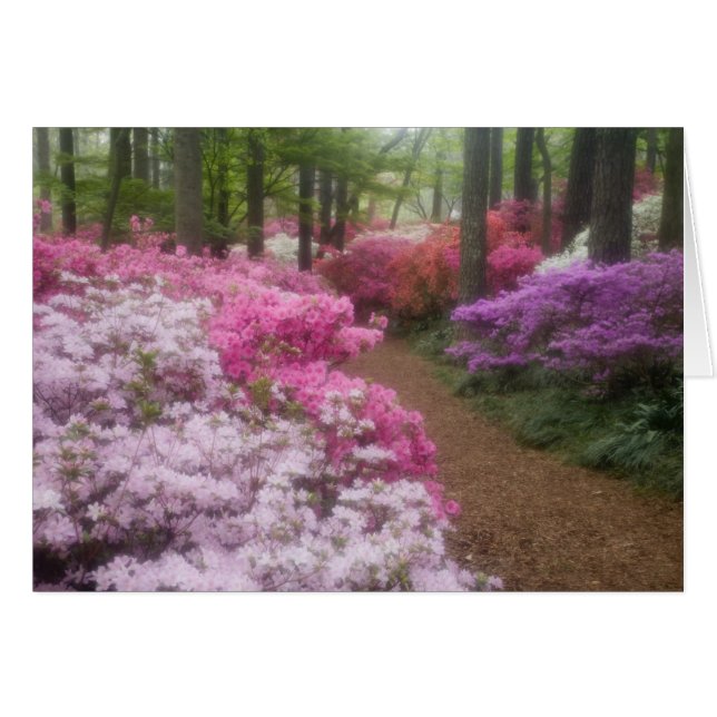USA; Georgia; Pine Mountain. Azaleas at 2 (Front Horizontal)