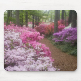 USA; Georgia; Pine Mountain. Azaleas at 2 Mouse Pad