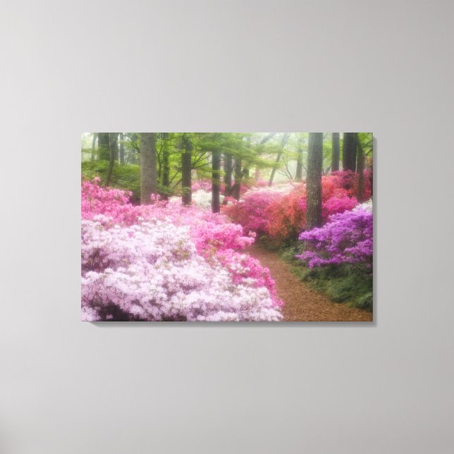 USA; Georgia; Pine Mountain. Azaleas at Canvas Print (Front)