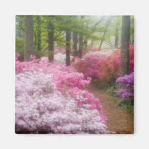 USA; Georgia; Pine Mountain. Azaleas at Magnet
