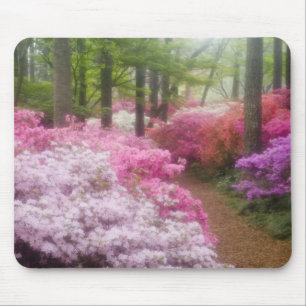 USA; Georgia; Pine Mountain. Azaleas at Mouse Pad