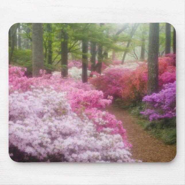 USA; Georgia; Pine Mountain. Azaleas at Mouse Pad (Front)