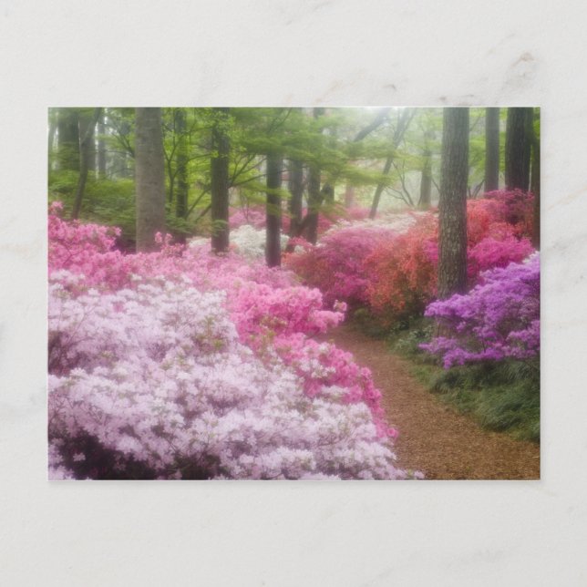 USA; Georgia; Pine Mountain. Azaleas at Postcard (Front)