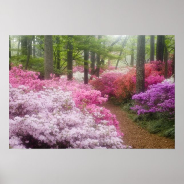 USA; Georgia; Pine Mountain. Azaleas at Poster (Front)
