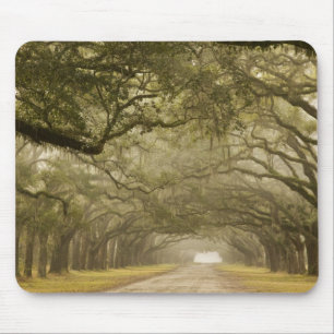 USA, Georgia, Savannah, An oak lined drive in Mouse Pad
