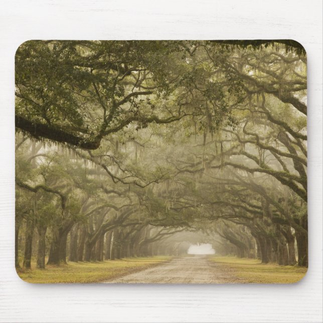 USA, Georgia, Savannah, An oak lined drive in Mouse Pad (Front)