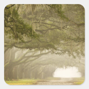 USA, Georgia, Savannah, An oak lined drive in Square Sticker
