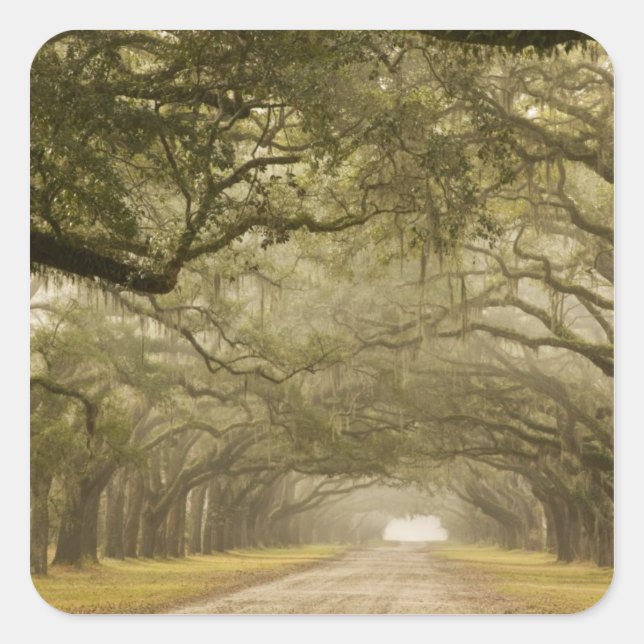 USA, Georgia, Savannah, An oak lined drive in Square Sticker (Front)