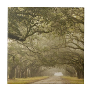 USA, Georgia, Savannah, An oak lined drive in Tile
