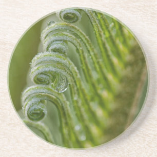 USA, Georgia, Savannah, Close-Up Of New Fronds Coaster
