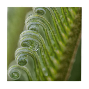 USA, Georgia, Savannah, Close-Up Of New Fronds Tile