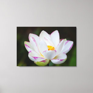 USA, Georgia, Savannah, Lootus Flower Blooming Canvas Print